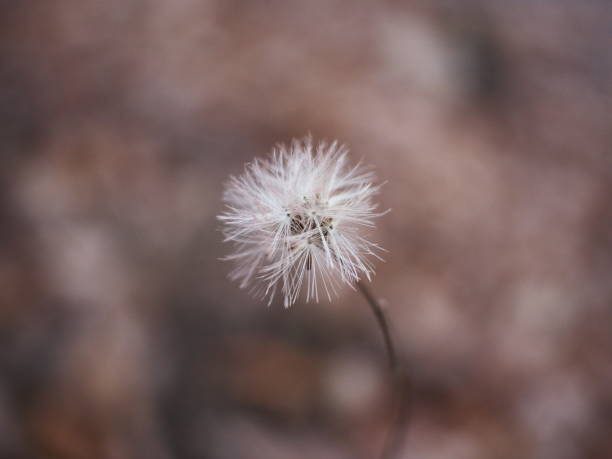 istock fluffy seeds in winter 1203982218