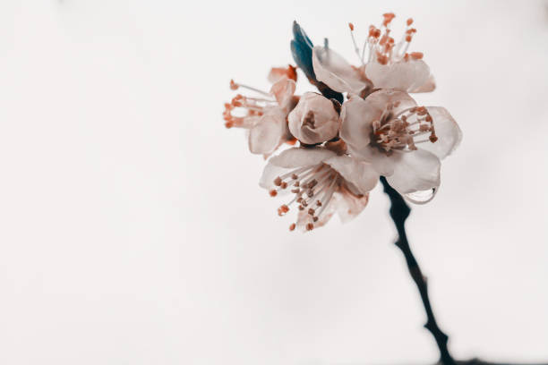 istock Apricot tree flowers. Spring white flowers on a tree branch. Apricot tree in bloom. Spring seasons time of year. White flowers of apricot tree 1203982428