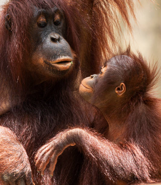 서로의 눈을 바라보는 어머니와 아이 오랑우탄 - young animal orangutan mother ape 뉴스 사진 이미지