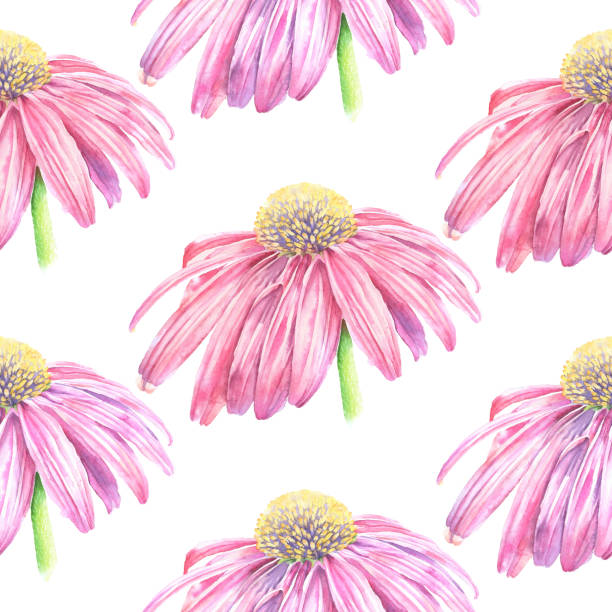 эхинацея цветок бесшовные шаблон вектор акварели iillustration - flower backgrounds single flower copy space stock illustrations