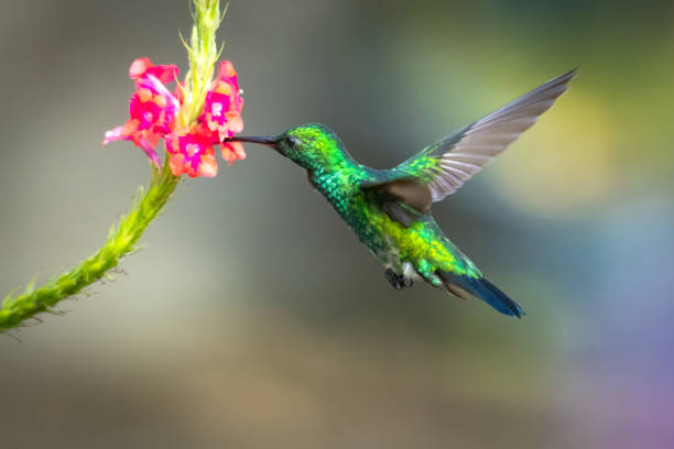 istock A Blue-chinned Sapphire hummingbird feeding on flowers. 1203983036