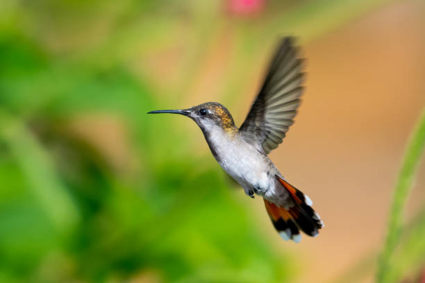 istock A female Ruby Topaz hummingbird hovering in the air. 1203983045
