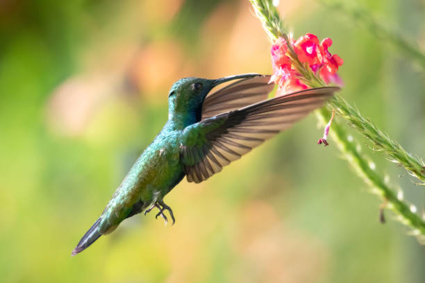 istock A Black-throated Mango hummingbird feeding on flowers 1203983324