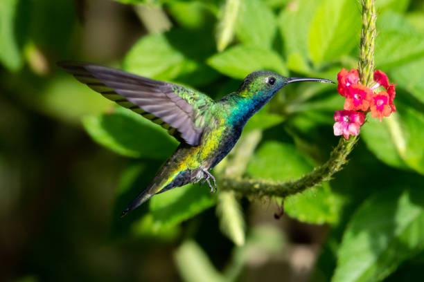 istock A Black-throated Mango hummingbird feeding on flowers 1203983566