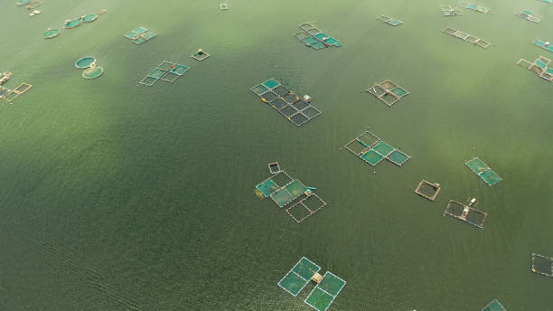istock Fish farm on the lake Taal, Philippines 1203983831