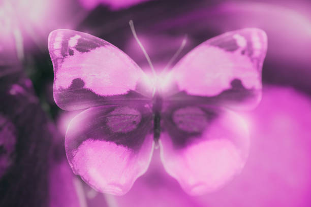 istock tropical Violet butterfly. isolated on black 1203983934