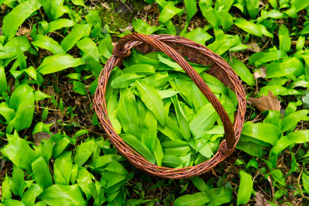 istock Basket of bear garlic (ramson) 1203984037