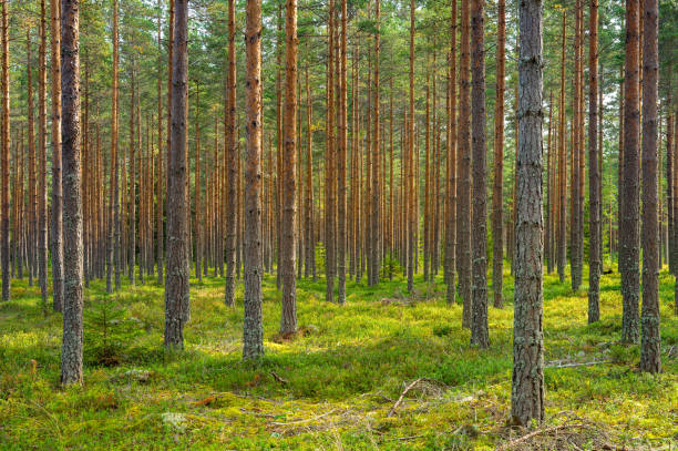 sonne scheint in einem schönen pinienwald in schweden - kiefernwäldchen stock-fotos und bilder