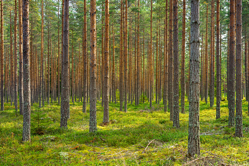 Sol brillando en un hermoso bosque de pinos en Suecia photo