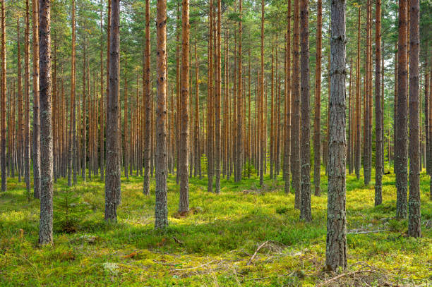 sol brillando en un hermoso bosque de pinos en suecia - pinar fotografías e imágenes de stock