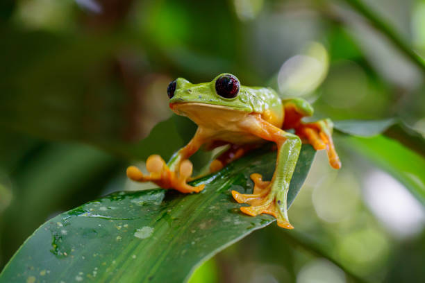 istock The gliding tree frog (Agalychnis spurrelli) in Costa Rica. 1203985216