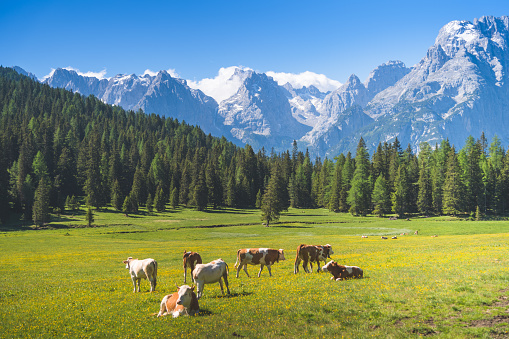 Cows on Nature Landscape of a green field  the Alps meadows. Dolomites mountains in italy.