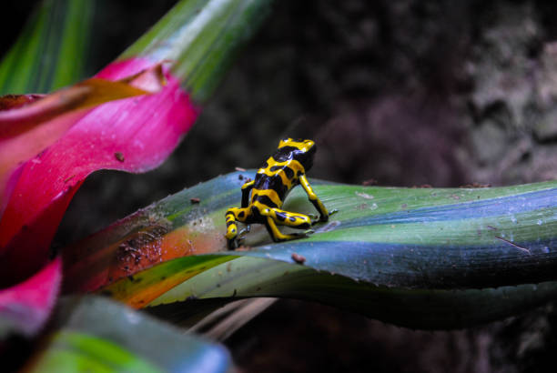 Silhouette of frog sitting on green leaf