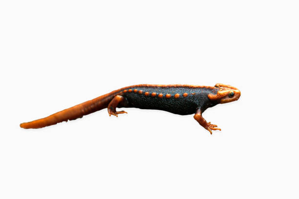 istock A Himalayan newt isolated on white background. 1203985690