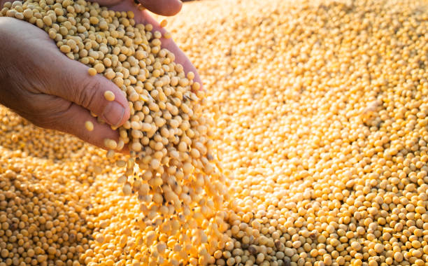 istock Hands of peasant holding soy beans after harvest 1203985732