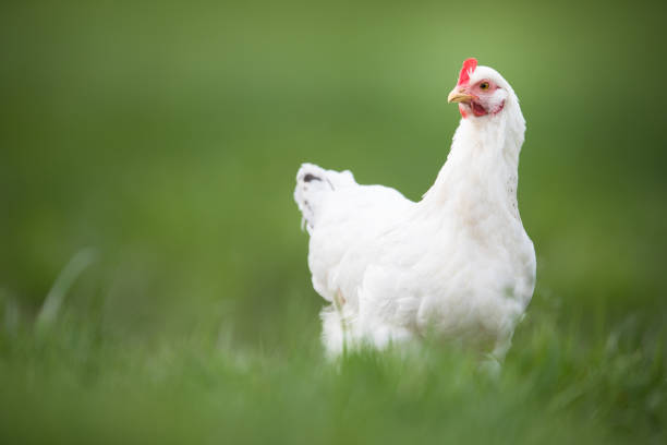 hen in a farmyard - broiler farm imagens e fotografias de stock