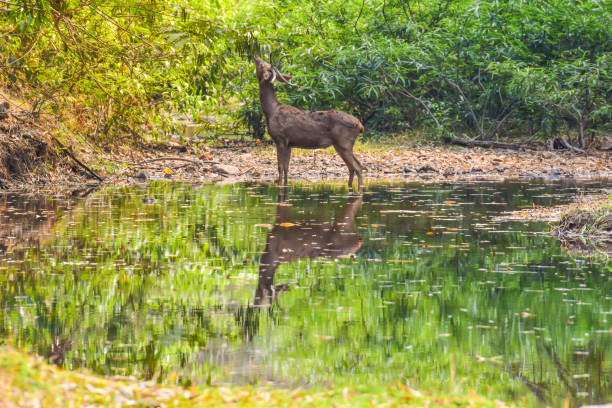 istock little dear standing beside of pond 1203986985