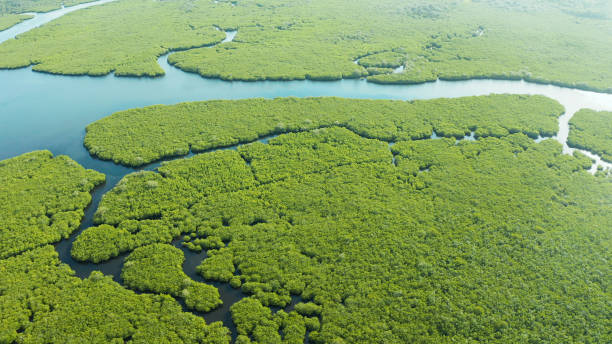 istock Aerial view of Mangrove forest and river 1203987537