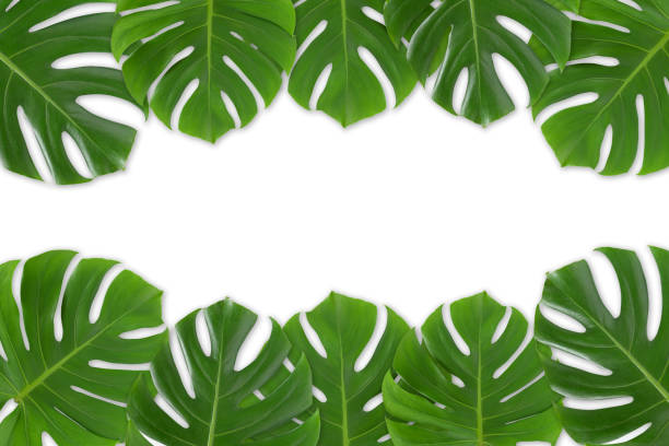 istock Monstera leaves frame on white background isolated 1203987544