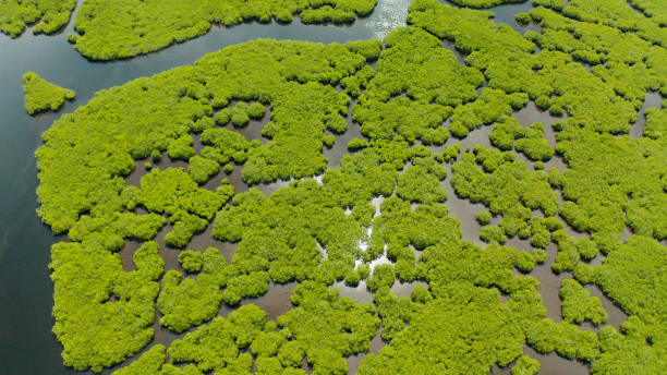 istock Aerial view of Mangrove forest and river 1203987670