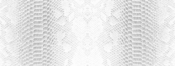 Skin snake background White snake skin texture Close-up Skin snake background White snake skin texture Close-up viper photos stock pictures, royalty-free photos & images