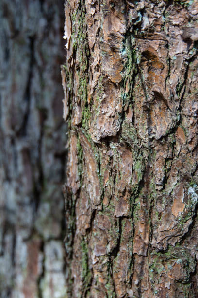 istock Pinus Taeda close up of bark with overlapping tree trunks 1203988845