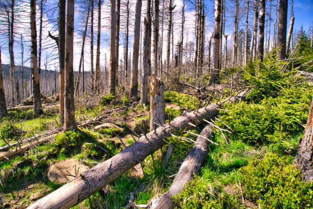 istock dying forest - climate change / Harz National Park 1203989202
