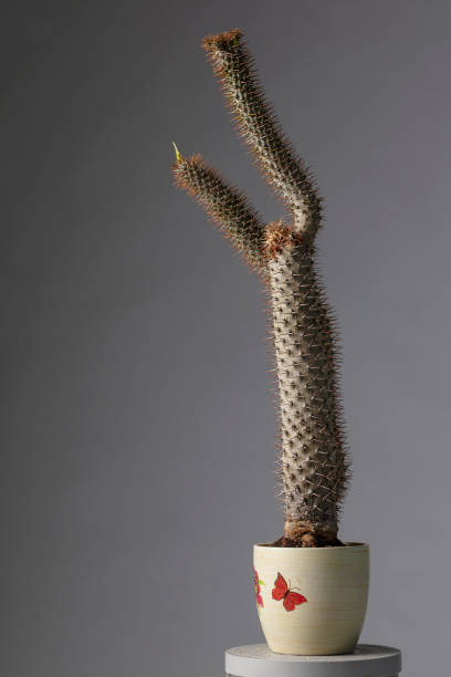 Pachypodium lamerei (Madagascar Palm) is a species of flowering plant in the family Apocynaceae, succulent.