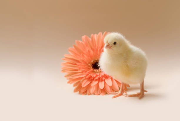 immagine di un pollo appena nato e soffici sullo sfondo di un fiore di gerbera. - baby chicken human hand young bird bird foto e immagini stock