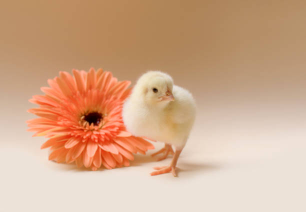 image d’un poulet naissant pelucheux nouveau-né sur l’arrière-plan d’une fleur de gerbera. - baby chicken human hand young bird bird photos et images de collection