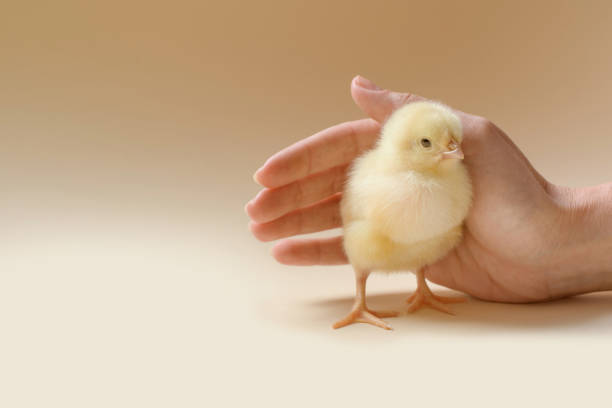 immagine di un pollo appena nato, che è coperto da una palma femmina. - baby chicken young bird easter bird foto e immagini stock