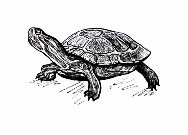 Turtle. Pond slider. Line drawing Red-eared pond slider turtle stock illustrations