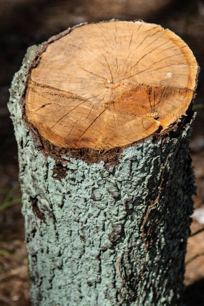 istock Cut tree from top showing green bark close up 1203989300