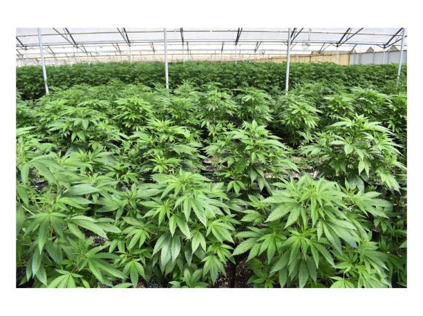 Cannabis Cannabis greenhouse healthy marijuana cannabis plant growing in a garden stock pictures, royalty-free photos & images