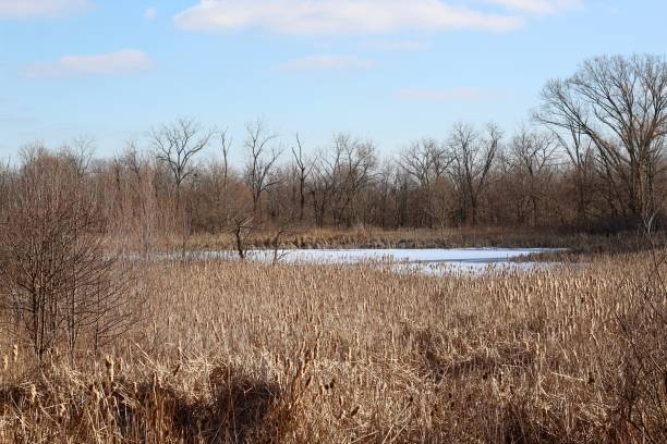 istock Frozen Lake in the Countryside 1203990894