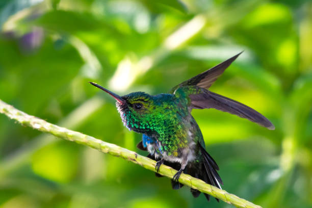 istock A Blue-chinned Sapphire Hummingbird stretching 1203990977
