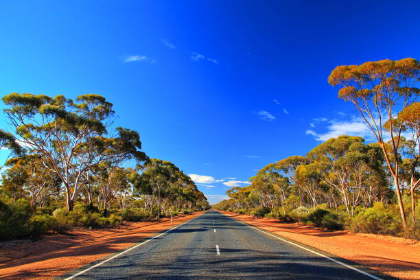 istock Eucalyptus trees in remote Australian outback 1203991009
