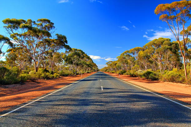 istock Eucalyptus trees in remote Australian outback 1203991747