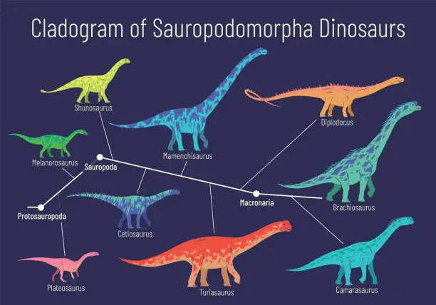 Vector illustration of Cladogram of sauropodomorpha dinosaurs. Colorful vector illustration of diagram showing relations among sauropods - protosauropoda, sauropoda, macronaria. Dinosaurs on blue background.