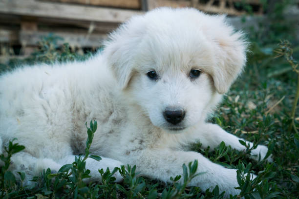 istock Abruzzo sheepdog puppies 1203992327