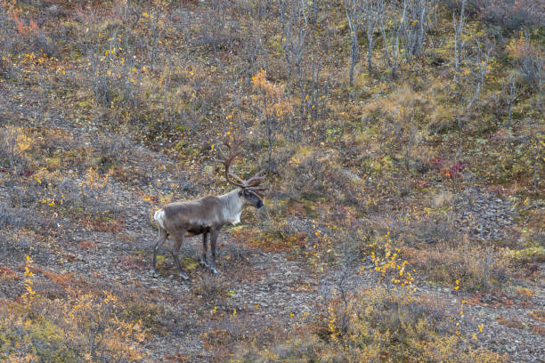 istock Barren Ground caribou Bull in Fall 1203994157