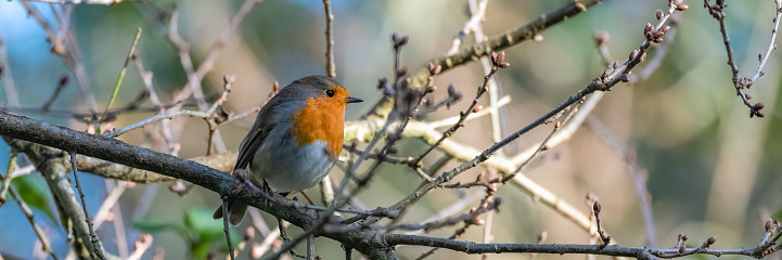 European robin perched on a tree, Erithacus rubecula, cute bird