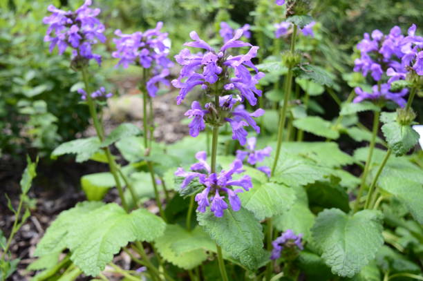 istock stachys macrantha with purplish-pink flowers 1203994295