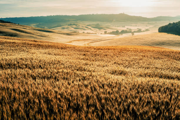 Sunny landscape from Val d'Orcia