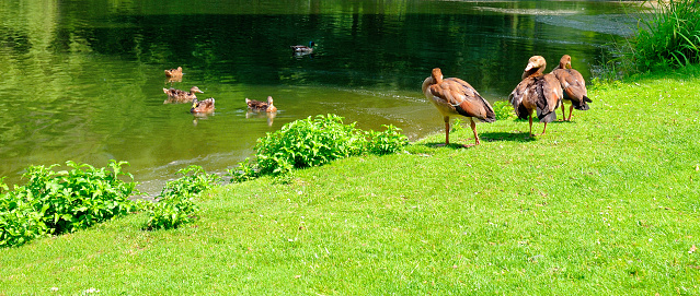 Domestic ducks and geese swim in the pond. Park in the summer. Wide photo.