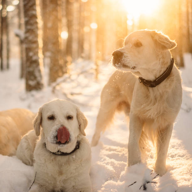 istock Golden retrievers playing in the snowy forest 1203995937