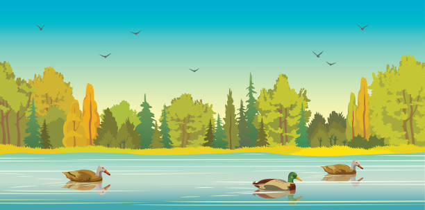 Autumn forest, lake and ducks. Wild ducks with reflection at the calm lake and green forest on a blue sky background. Vector autumn landscape. Nature panoramic illustration. drake male duck illustrations stock illustrations
