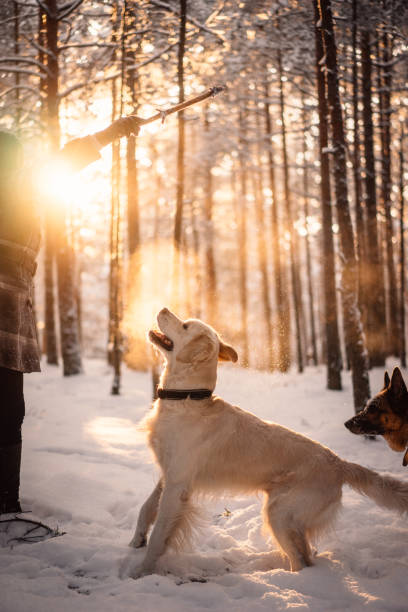 istock Golden retriever jumping after a stick 1203996030