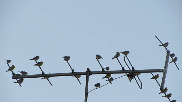 istock Tv antenna with birds -1857 1203996856