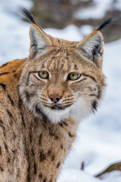 istock Lynx in the Bavarian Forest in Germany. 1203997283